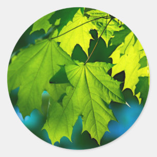 Fresh green maple leaves classic round sticker