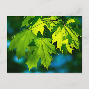 Fresh green maple leaves postcard
