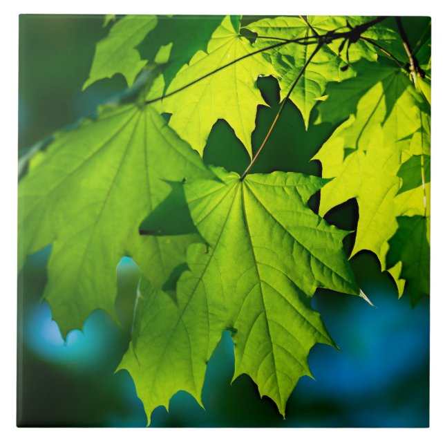 Fresh green maple leaves tile (Front)