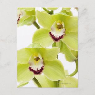 Fresh Green Orchid - Isolated on white Postcard