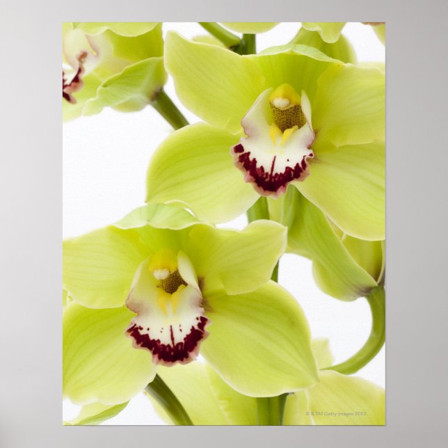 Fresh Green Orchid - Isolated on white Poster (Front)