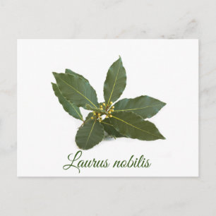 Fresh laurel leaves postcard