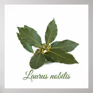 Fresh laurel leaves poster