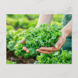 Fresh Lettuce with Vibrant Greens Holiday Postcard