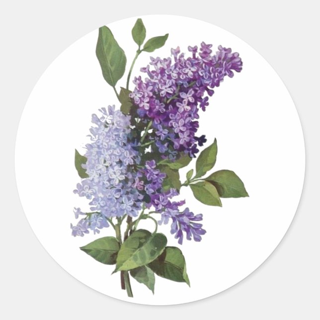 Fresh Lilacs Classic Round Sticker (Front)