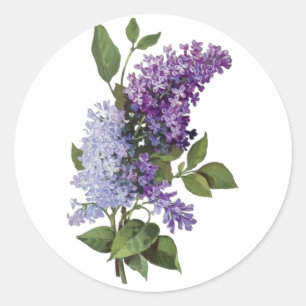 Fresh Lilacs Classic Round Sticker