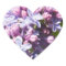 Fresh Lilacs