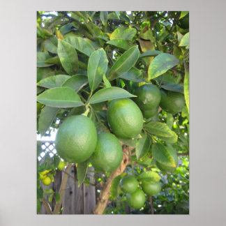 Fresh Limes Poster