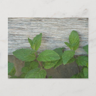 fresh mint sprigs postcard