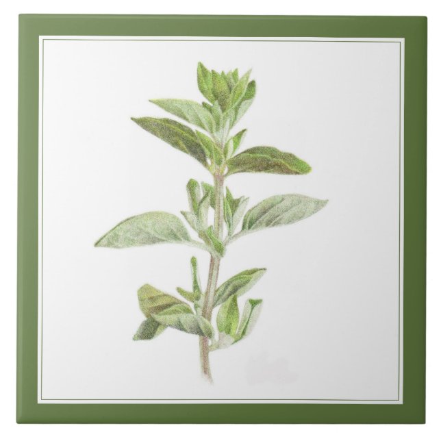 FRESH OREGANO 6x6 Ceramic Tile (-text) Green (Front)