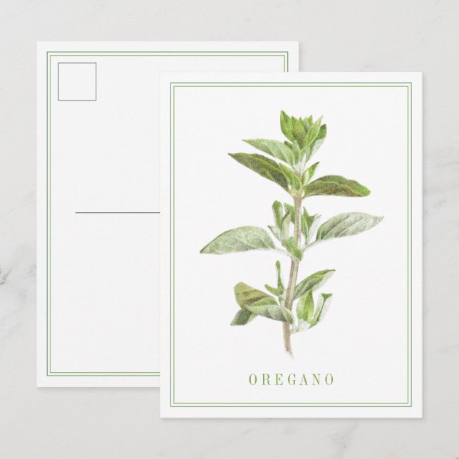 FRESH OREGANO Postcard (Front/Back)