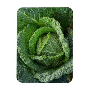 Fresh Organic Cabbage Head Magnet