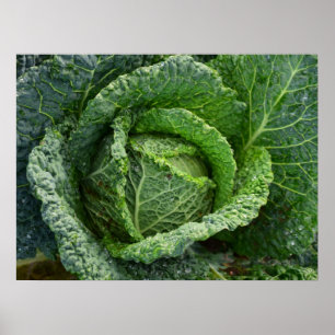 Fresh Organic Cabbage Head Poster