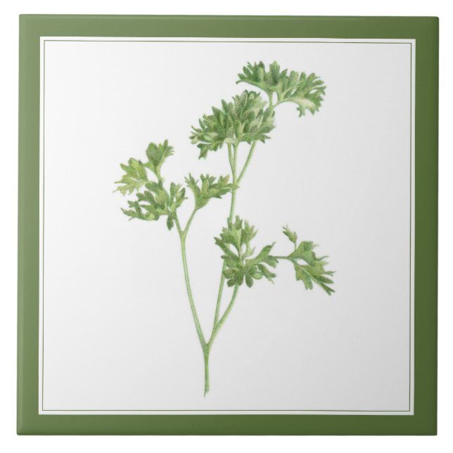 FRESH PARSLEY 6x6 Ceramic Tile (-text) Green (Front)