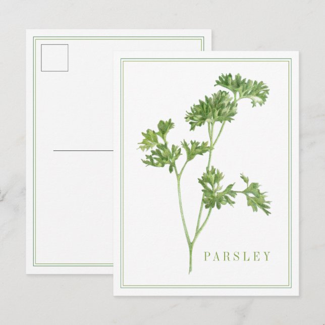 FRESH PARSLEY Postcard (Front/Back)