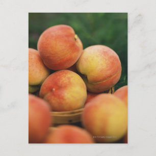 Fresh peaches postcard