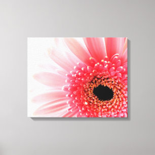 Fresh Pink Gerbera Daisy Photograph Canvas Print