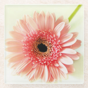 Fresh Pink Gerbera Daisy Photograph Glass Coaster
