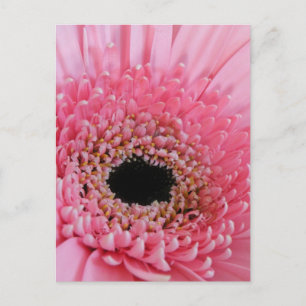 Fresh Pink Gerbera Daisy Photograph Postcard
