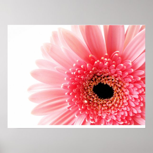Fresh Pink Gerbera Daisy Photograph Poster (Front)