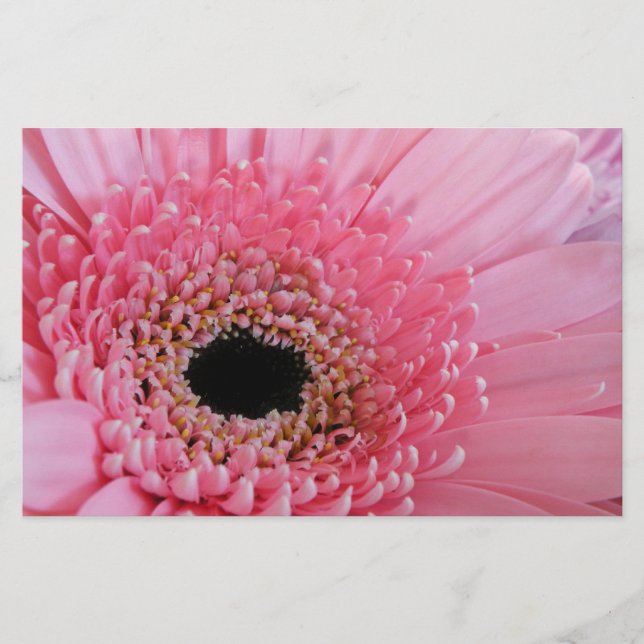Fresh Pink Gerbera Daisy Photograph Stationery (Front)