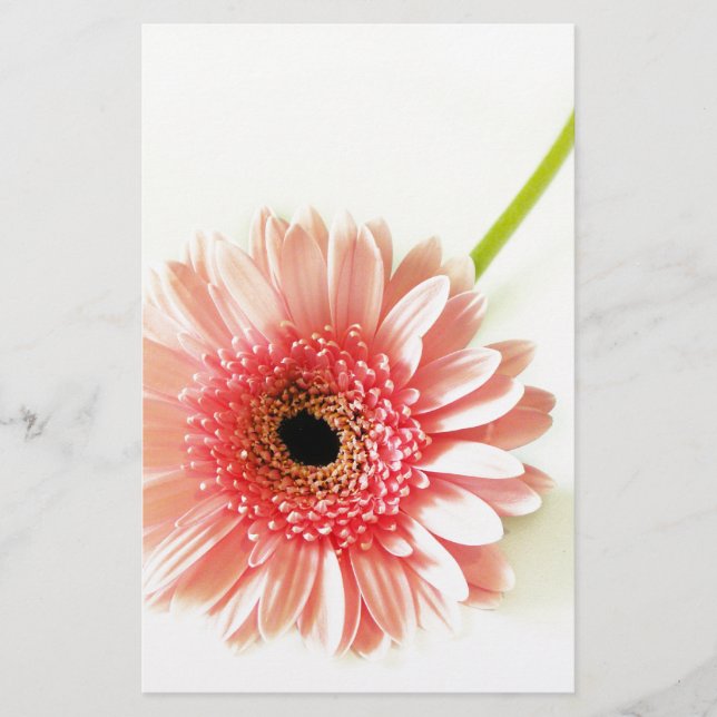 Fresh Pink Gerbera Daisy Photograph Stationery (Front)