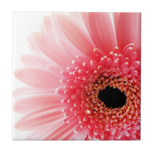 Fresh Pink Gerbera Daisy Photograph Tile