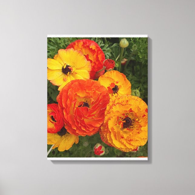 Fresh poppies photograph Stretched Canvas Print (Front)