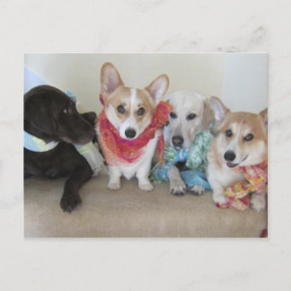 Fresh Produce scarves on puppies Postcard