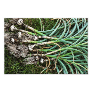 Fresh-Pulled Garlic Photo Print