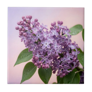 Fresh Purple Lilac Blossoms Spring Floral Tile