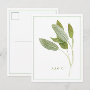 FRESH SAGE Postcard
