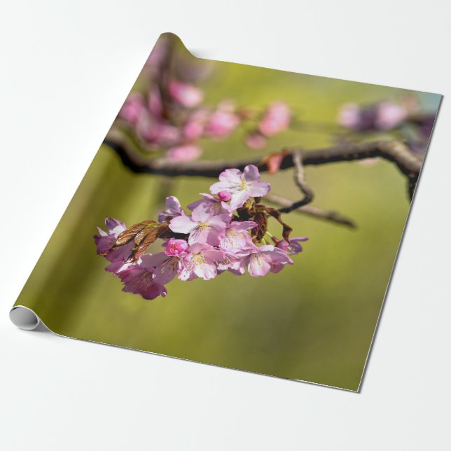 Fresh Sakura Flowers On Green Wrapping Paper (Unrolled)