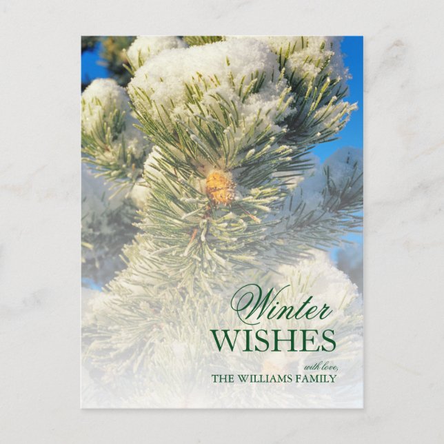 Fresh Snow on Pine Needles Postcard (Front)