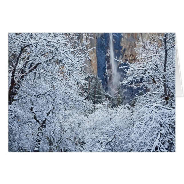 Fresh snowfall in the trees below Bridalveil (Front Horizontal)
