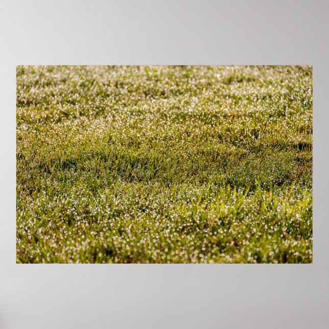 Fresh spring green grass background, with bokeh ef poster (Front)