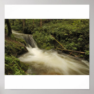 fresh spring water in the Black Forest Poster