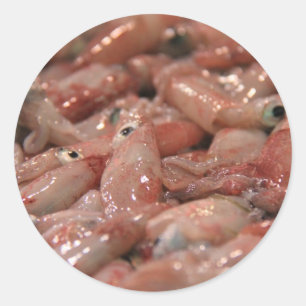 Fresh Squid Stickers