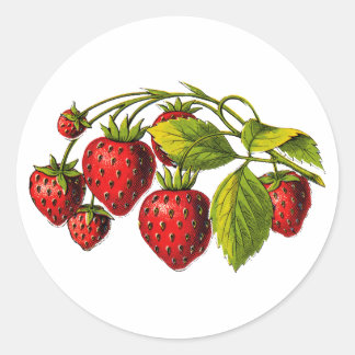 Fresh Strawberries Classic Round Sticker