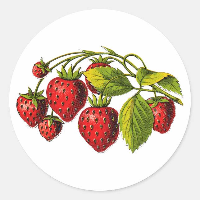 Fresh Strawberries Classic Round Sticker (Front)