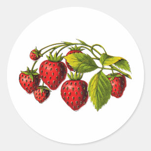 Fresh Strawberries Classic Round Sticker