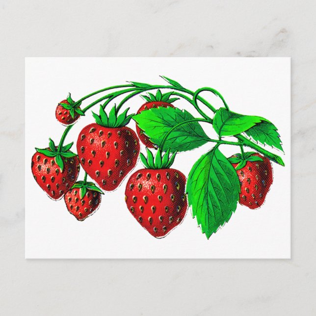 Fresh Strawberries Postcard (Front)