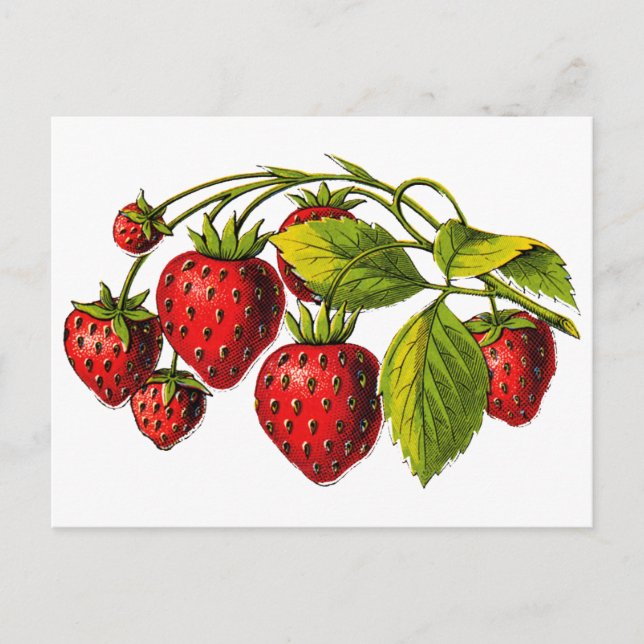 Fresh Strawberries Postcard (Front)