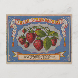 Fresh Strawberries Postcard