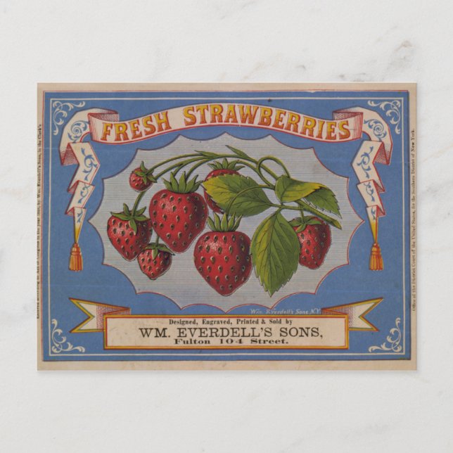 Fresh Strawberries Postcard (Front)