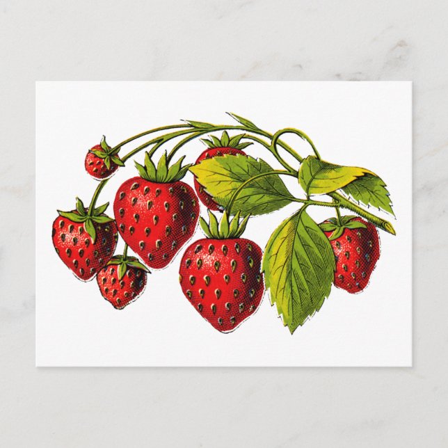 Fresh Strawberries Postcard (Front)