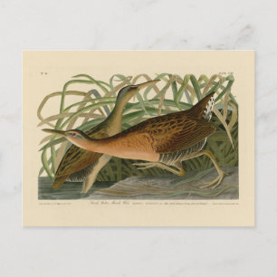 Fresh Water Marsh Hen - Audubon's Birds of America Postcard