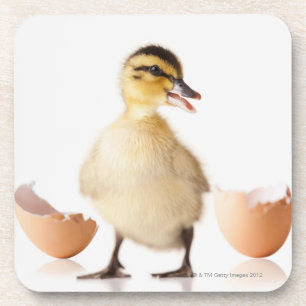 Freshly hatched chick beside broken egg shell coaster