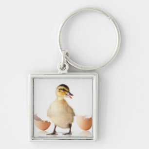 Freshly hatched chick beside broken egg shell key ring