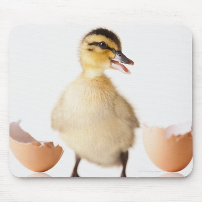 Freshly hatched chick beside broken egg shell mouse mat (Front)